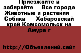 Приезжайте и забирайте. - Все города Животные и растения » Собаки   . Хабаровский край,Комсомольск-на-Амуре г.